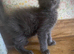 Full Maine Coon Russian Bred Male Kittens