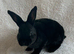 Rex Standard Rabbit, Bunnies, Kits available