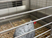 Congo African grey