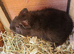 Guinea Pigs (Male)