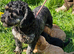 Beautiful cavapoo puppies for sale
