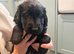 RKC BLACK FLAT COATED RETRIEVERS