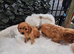 F1 CAVAPOO PUPPIES READY NOW