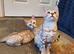 Beautiful TICA Registered Bengal Kittens.