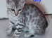 Silver Rossetted Bengal Kittens