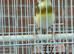 2025 Male Goldfinch Mule