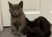 2 Kittens Grey and Black Pair