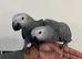 Male Baby Handreared Tame African Grey Parrot,30