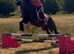 *** Flashy Cob mare***