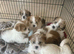 Shih tzu x jorkie pups