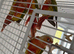 Baby conure