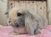 Mini lop baby boys ready now