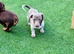 Adorable miniature dachshund puppies