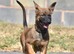 I want to rehome my 10 weeks old Belgium malinos BRN registered 56641