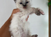 Stunning ragdoll ready soon