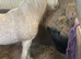 Buddy palomino gelding