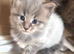 Mainecoon x Norwegin Forest