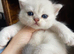 Silver pedigree British shorthair kittens