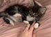Beautiful Maine coon x British shorthair kittens for sale
