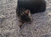 4 litle kittens for sale