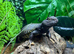 Mali Uromastyx at Birmingham Reptiles