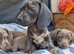 Rare and unusual isabella blue merl Dapple carrying piebald gene female puppy