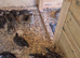 jumbo coturnix quails
