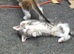 3 beautuful boys for sale