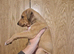 Alaunt/ bull x puppies