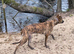 deerhound x grey hound