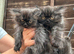 Persian kittens