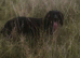 4 black cocker spaniel boys for sale