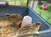 Jumbo quail
