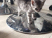 12 Persians for sale