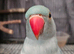 Indian ring neck for sale