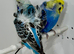 Pair of Helicopter budgies (hagoromo) for sale