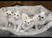 4 stunning ragdoll kittens