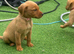 KC registered red Labradors