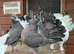 10 lovely fantails to go