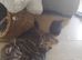 Kittens ready now..