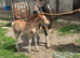 Mare and filly foal for sale