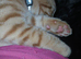 Kitten