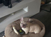 French bull-dog.