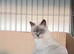 Beautiful kittens ready to reserve to forever homes