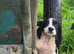 Springer Spaniel Puppies