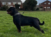 KC registered Rottweiler puppies