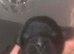 Cockapoo puppies for sale