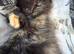 Rehomeing of main coon