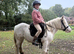 Mini Cob Gelding