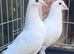 Ludo Claessens with pedigree